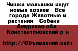   Чишки-малышки ищут новых хозяев - Все города Животные и растения » Собаки   . Амурская обл.,Константиновский р-н